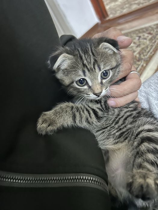 Котята полушотландки