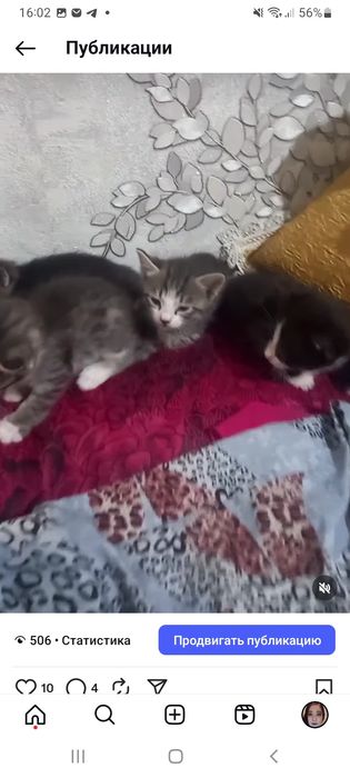 Котята с мамой отдам даром