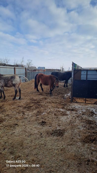 Продам жеребых кобыл на разведение