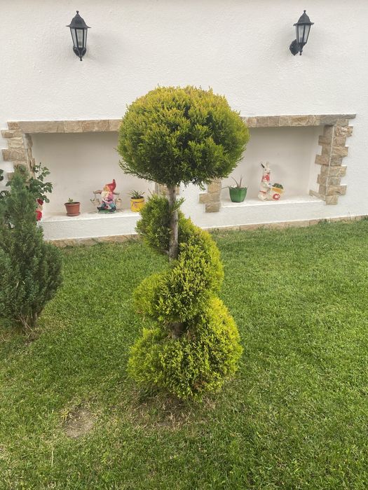 Косене и Поддръжка