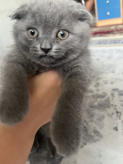 британские котята ищут любящий дом