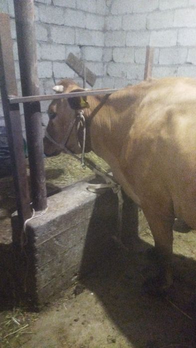 Сүтті сауын сиыр сатылады