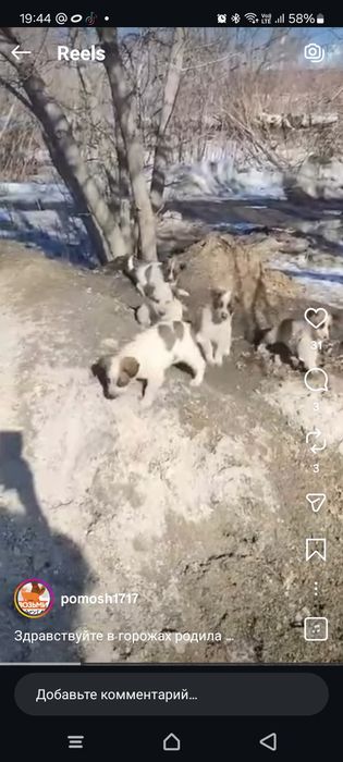 Отдам щенков, есть мальчики и девочки