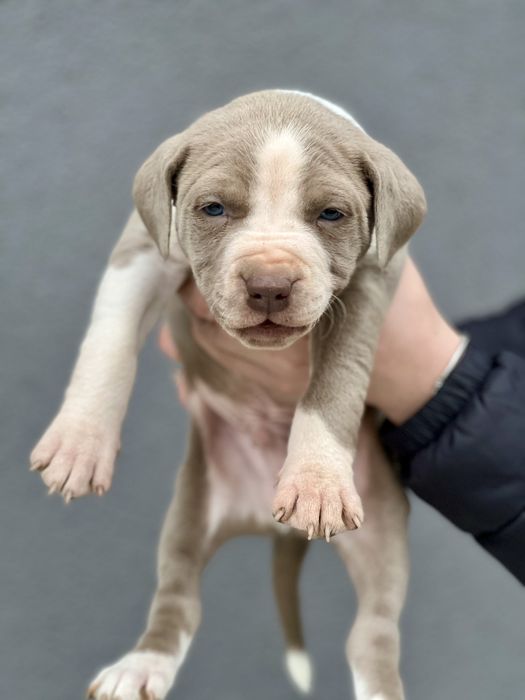 Питбул  blue fawn