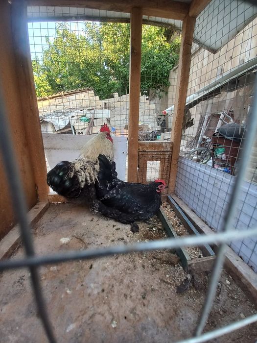 Хуроз ва товук сотилади.