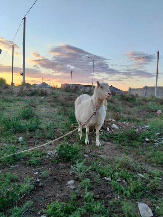 Орыс ешкі сатылады