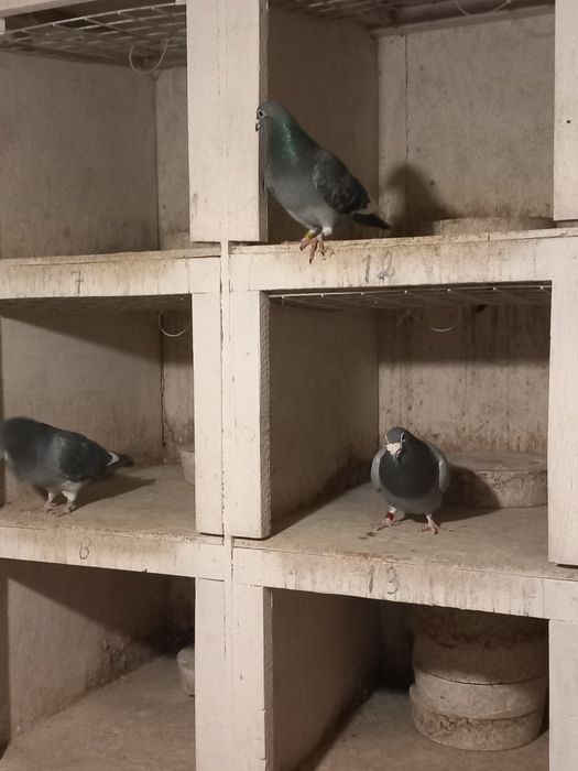 Porumbei  de vanzare