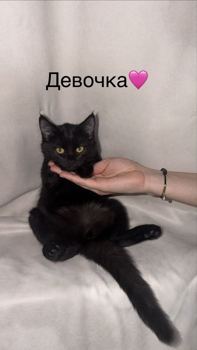 Британские котята