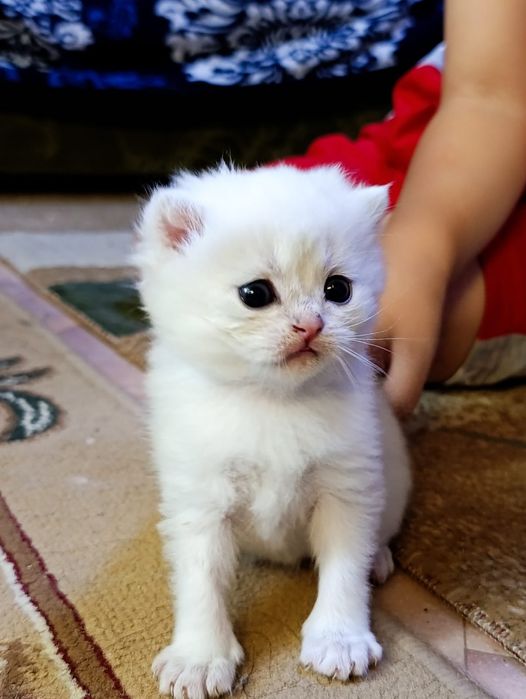 Продам котят шиншилл