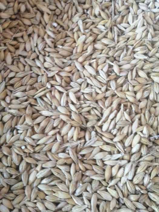 Vand orzoaica , grau productie 2025