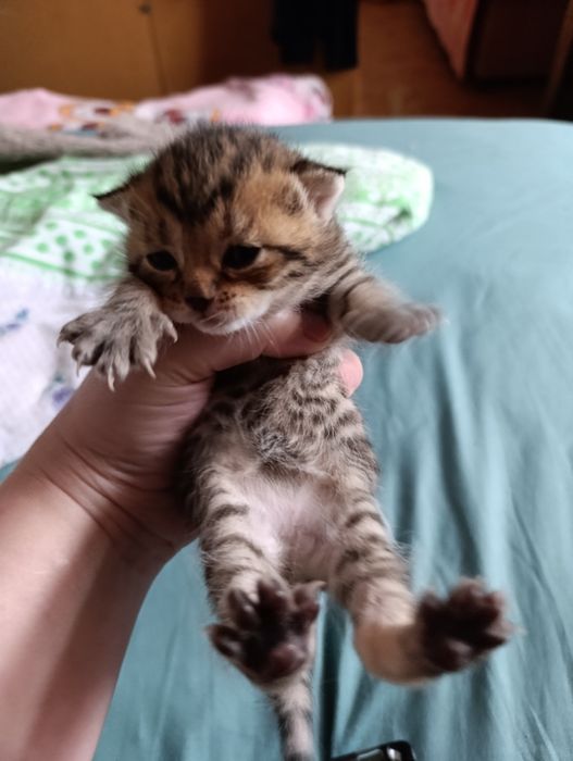 Шотландские котята