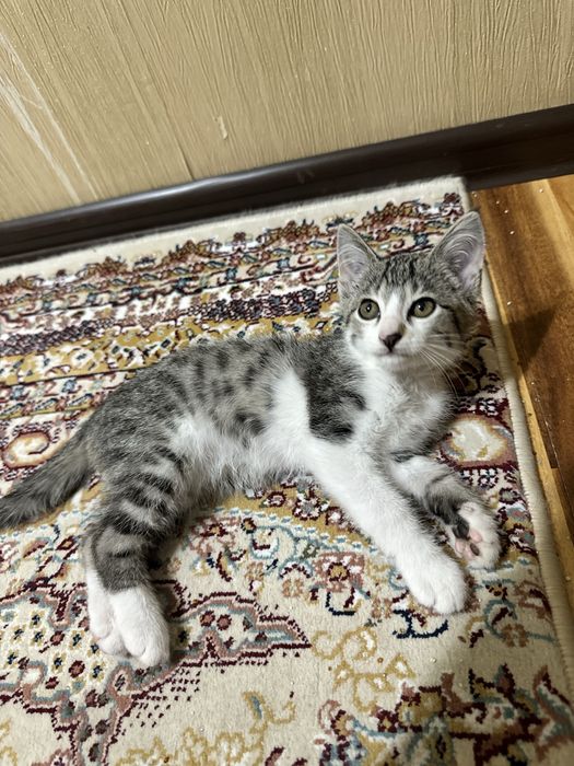 Котенок бесплатно