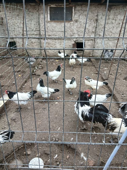 Oua incubat Lakenvelder