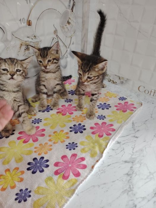 Tekinga beriladi yaxsh qarap boqadigan odamlaga
