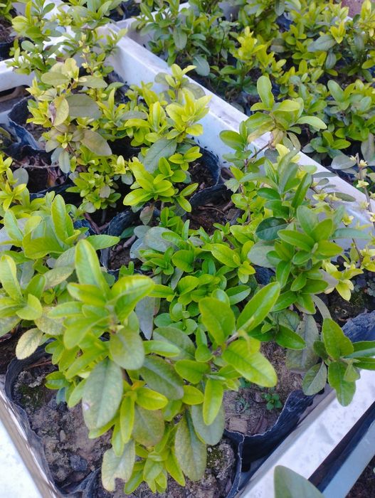 Пираканта кустарник