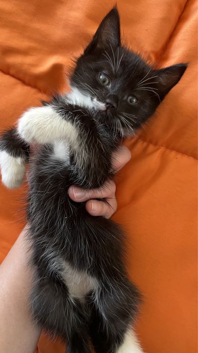 Котёнок мальчик, даром