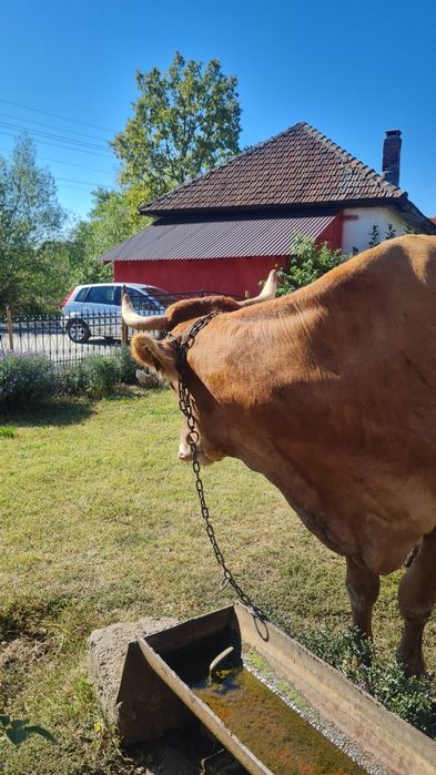 Vând VACA + Vitelusa