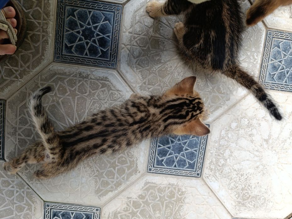 Бенгальский котёнок