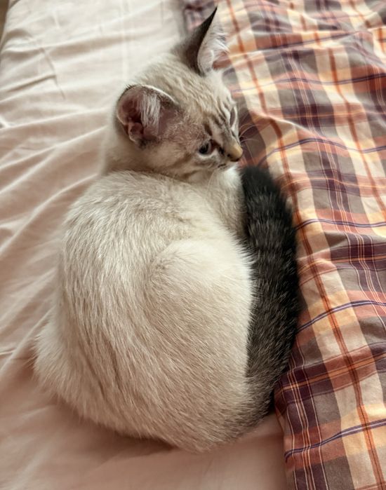 Котенок сиамки и сибиряка