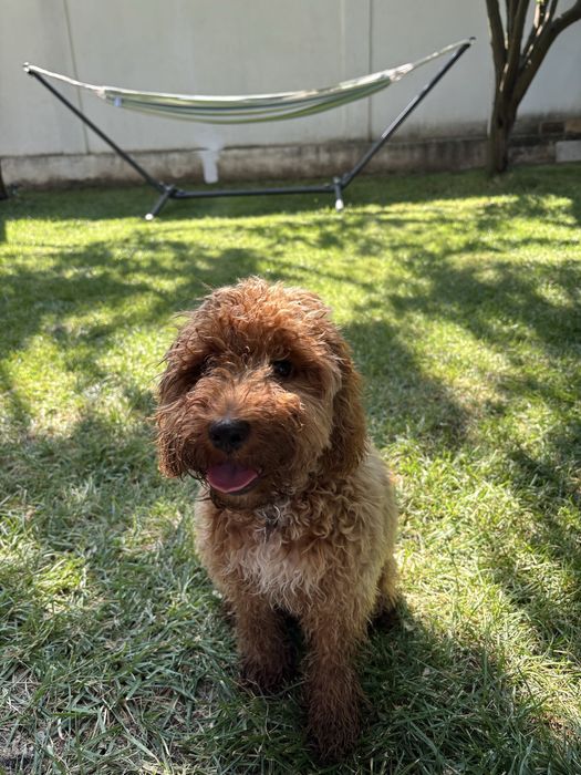 Cazare caini / Pet sitter cazare animale