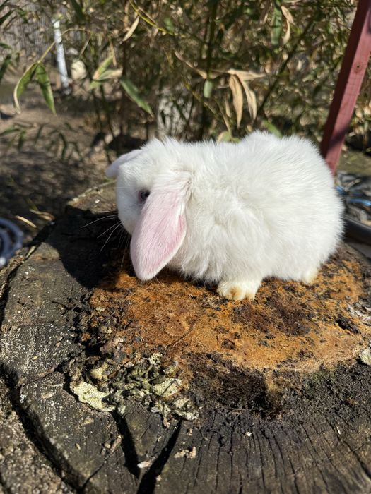 Berbec pitic (holland loop)