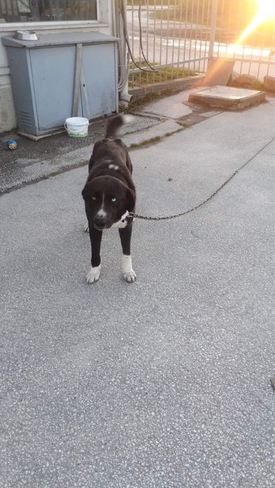 Подарявам куче на година и половина, мъжко.