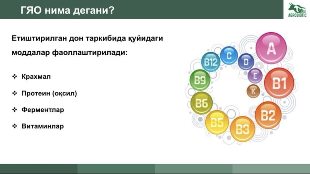 Gidraponika bugdoy undrish