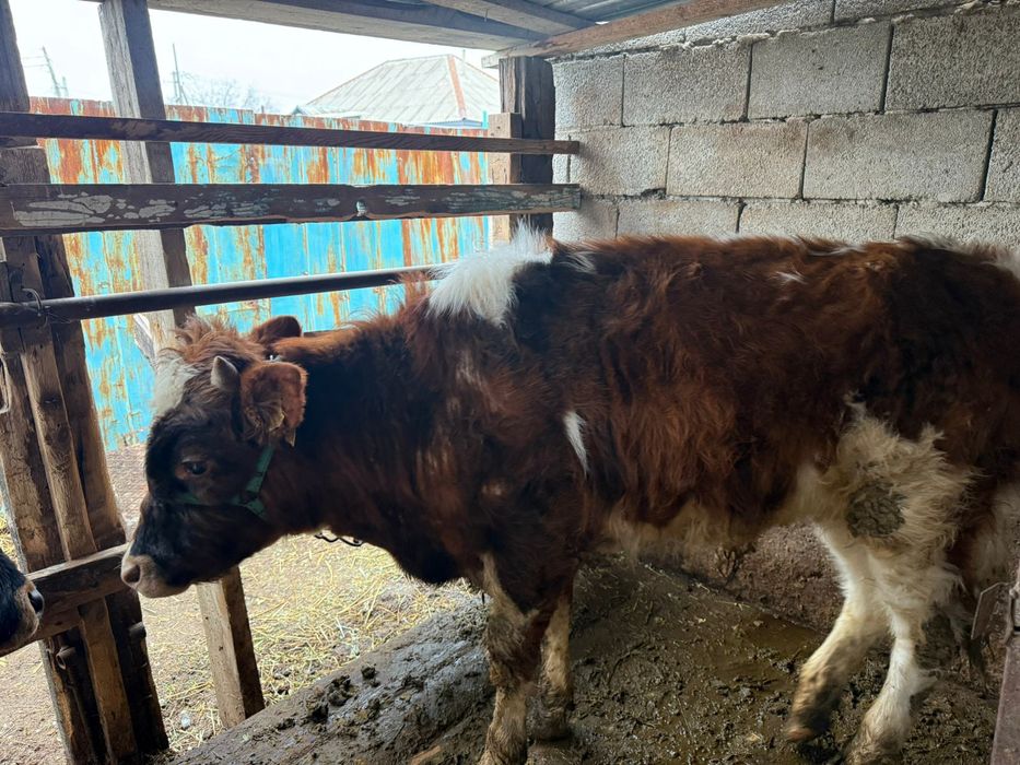 Бычок,бузау, телятины