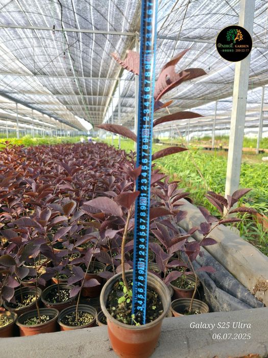 Черёмуха виргинская шуберт оптом