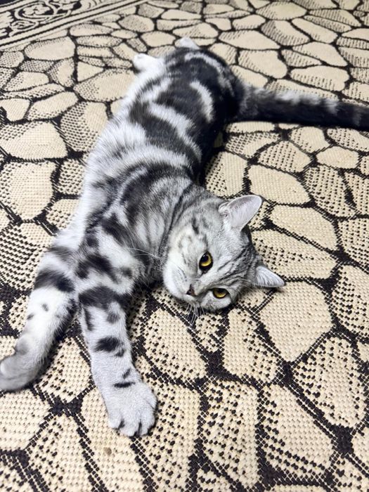 Шотландский котёнок мальчик ищет дом