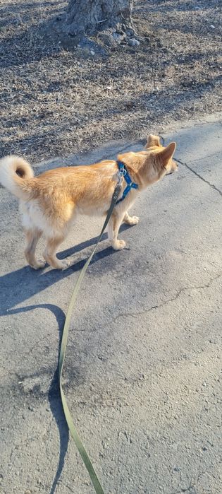 Щенок (мальчик) ищет дом и добрые руки