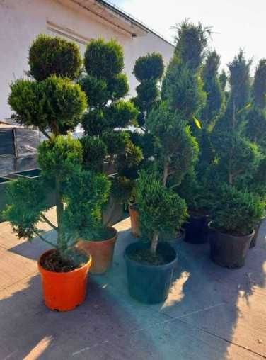 Plante Verzi Tot Anul – Livrare de Pepinieră și Montaj Profesional