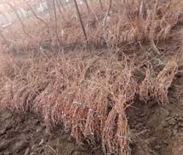 Uzum ko'chatlari ko'p yillik