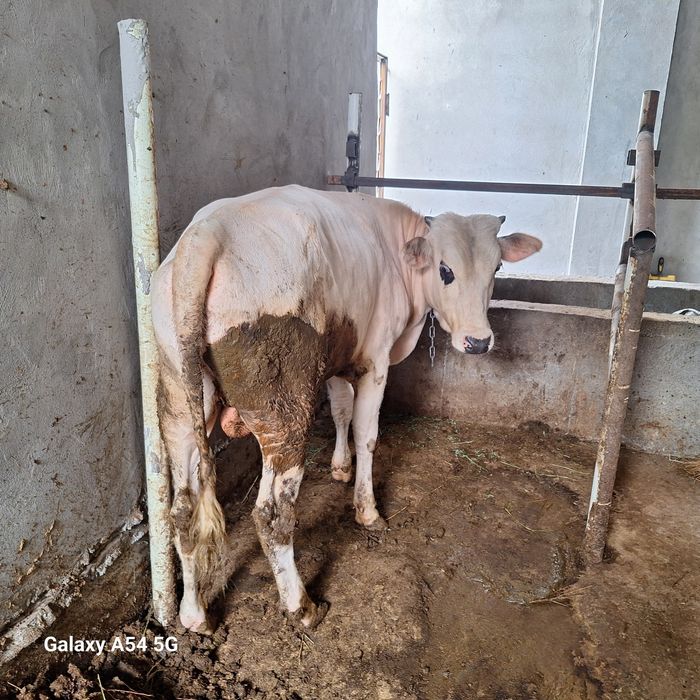 Buqa sotiladi . Xokiz.