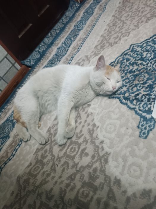 Mushuk hadyaga beriladi