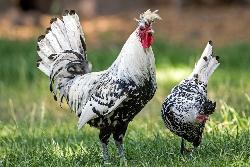 Ouă pentru Incubat rasa appenzeller