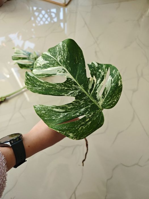 Monstera Albo variegata