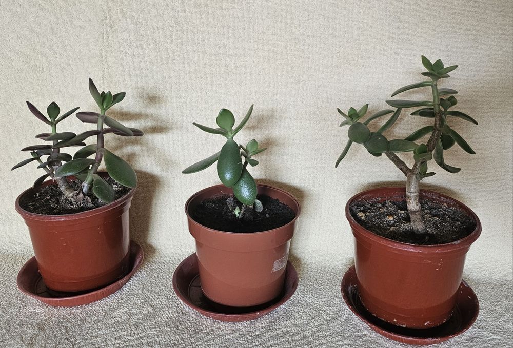 Продаются детки Крассулы. Денежное дерево.