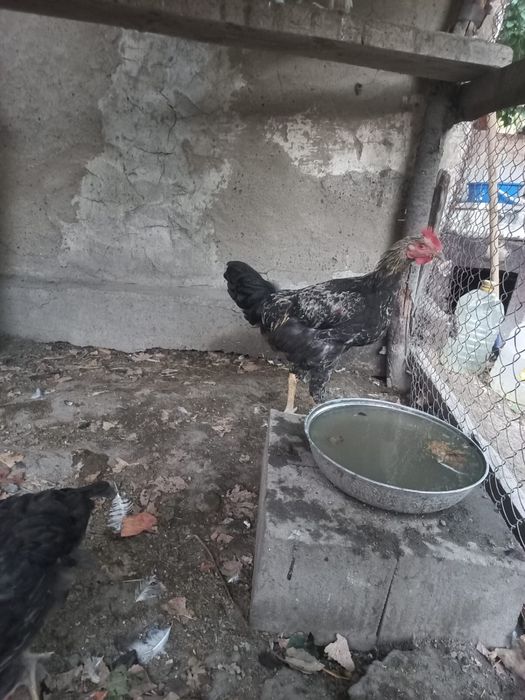 Продам петухов -кучинский,австролорп