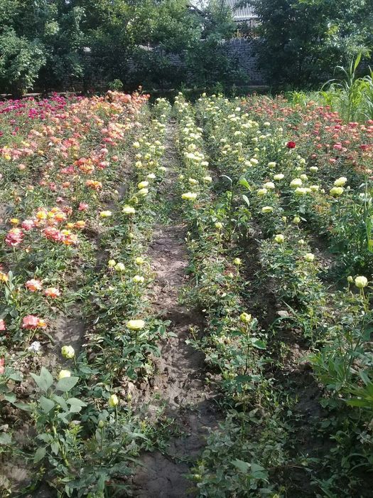 Manzarali daraxtlar gullar