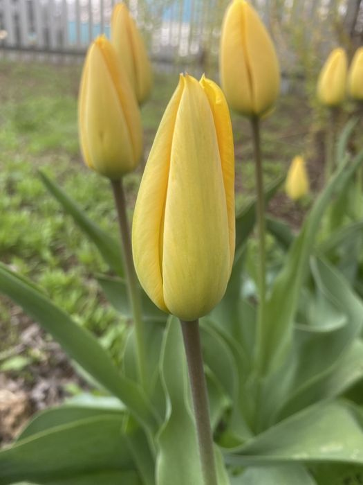 Продам тюльпаны!