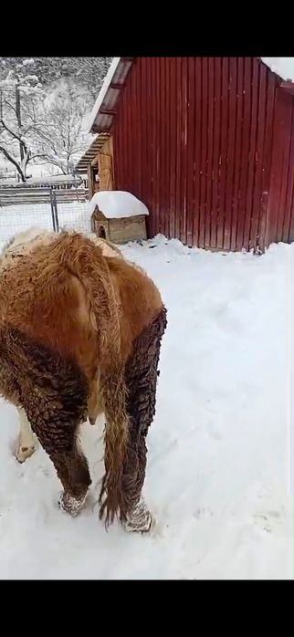 Junincă de vânzare