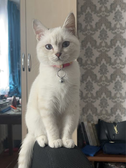 Пропала кошка