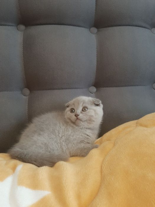 Scottish fold pui