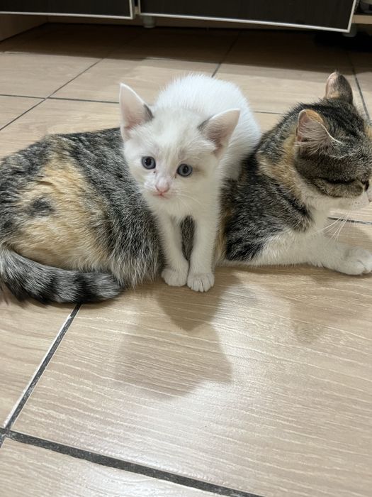 Отдам в добрые руки