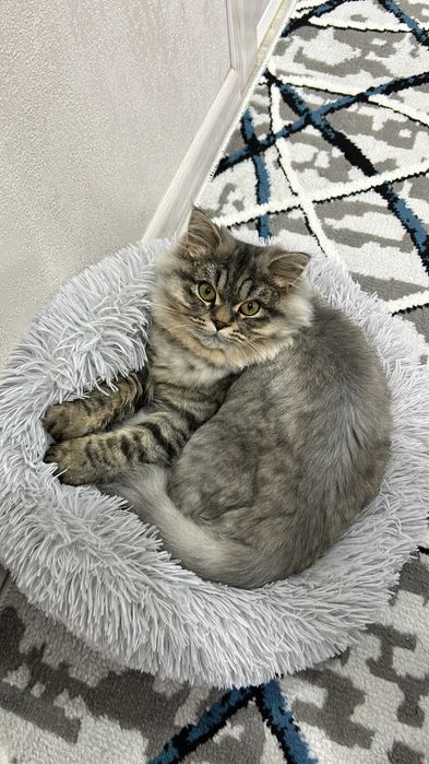 Продаю котенка
Порода: мама — британка, папа — сибиряк