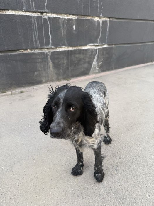 Найдена собака спаниэль