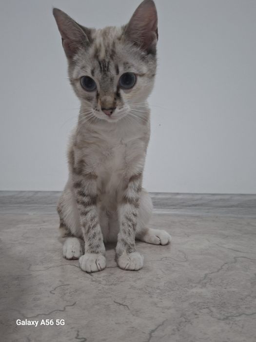 Шотландская кошка