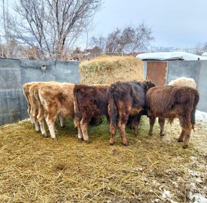 Продаются бычки .