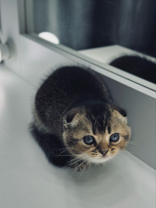 Вислоухие котята